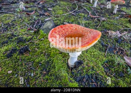 Grande macchiato rosso mosca agarico (Amanita muscaria) toadstool (fruttifero corpi) riempito con acqua piovana nel tardo autunno / inizio inverno in Surrey, Inghilterra Foto Stock