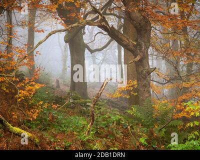 Il fogliame autunnale del Chevin Forest Park crea una cornice naturale all'interno di una cornice che si affaccia nelle profondità del bosco nebbioso. Foto Stock