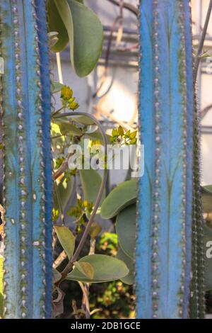 Serra con cactus e succulenti sotto una cupola di vetro. Parco Botanico senza persone durante la quarantena a Madrid, Spagna. Luoghi d'interesse europeo. Foto Stock