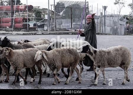 Gerusalemme, Israele. 16 novembre 2020. Un pastore conduce il suo gregge a pascolare a Givat Hamatos dall'adiacente Bet Safa. I manifestanti ebrei di destra, sostenitori dell'insediamento ebraico in tutta la ‘terra d'Israele, manifestano contro e costano una delegazione dell'Unione europea guidata dal rappresentante dell'Unione europea ai palestinesi, von Burgsdorff, mentre la delegazione tournée in Givat Hamatos, controverso. Il governo di Netanyahu si è spostato in avanti domenica 15 novembre 2020, pubblicando una gara per la costruzione di 1,257 case a Givat Hamatos, in quello che alcuni sostengono è un passo volto a precedere il presidente degli Stati Uniti Foto Stock