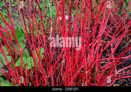 I gambi rossi luminosi della Cornus alba Sbirica che si coltivano dentro Autunno dogwood Siberiano Foto Stock