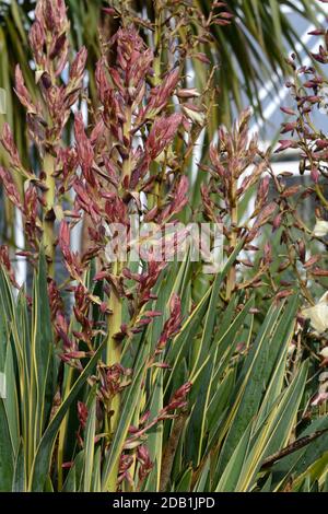 Punta di fiori della Yucca gloriosa variegata ornamentale spagnolo Dagger Giardino Botanico Nazionale di Wales Carmarthenshire UK Foto Stock