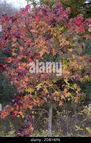 Liquidambar styracifula albero di gomma dolce albero di gomma americana dentro autunno Foto Stock