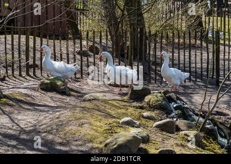 An der Nord- und Ostseeküste sind Fälle von Geflügelpest bei Erbringung und Verkaufgetren Foto Stock