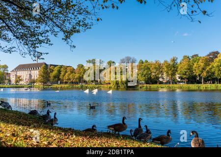 An der Nord- und Ostseeküste sind Fälle von Geflügelpest bei Erbringung und Verkaufgetren Foto Stock