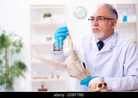 Vecchio paleontologo maschile che lavora in laboratorio Foto Stock