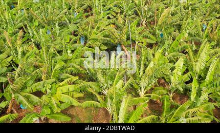Drone aereo della piantagione di Banana che mostra le molte grandi foglie verdi di piante di banana. Filippine, Mindanao. Foto Stock
