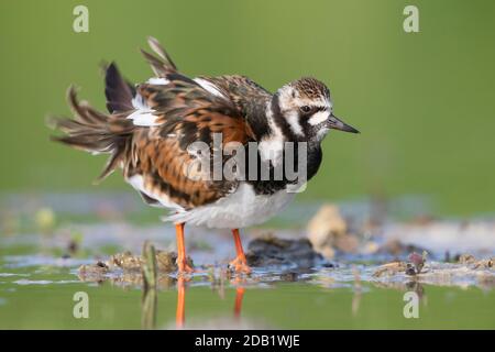 Ruddy Turnstone (Arenaria interpres), femmina adulta che scuote il suo piumaggio, Campania, Italia Foto Stock