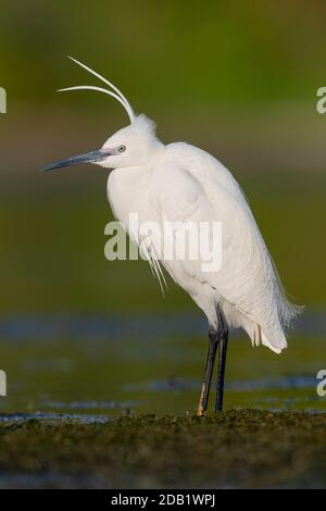 Piccola Egret (Egretta garzetta), adulta in allevamento piumaggio in una palude, Campania, Italia Foto Stock