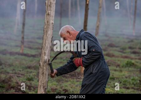 Coltivatore che usa un 'fagghook' per tagliare i gambi di viti di luppolo prima di bruciare via la lunghezza inferiore del luppolo asciutto dopo la vendemmia autunnale, North Downs, Inghilterra. Foto Stock