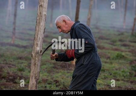 Coltivatore che usa un 'fagghook' per tagliare i gambi di viti di luppolo prima di bruciare via la lunghezza inferiore del luppolo asciutto dopo la vendemmia autunnale, North Downs, Inghilterra. Foto Stock