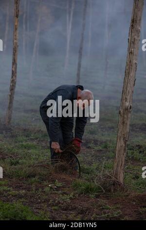 Coltivatore che usa un 'fagghook' per tagliare i gambi di viti di luppolo prima di bruciare via la lunghezza inferiore del luppolo asciutto dopo la vendemmia autunnale, North Downs, Inghilterra. Foto Stock