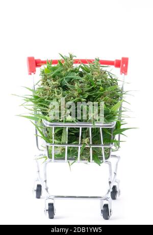 fiore di marijuana fresco nel carrello isolato su sfondo bianco Foto Stock
