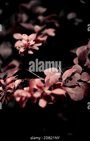 Foglie rosse di cespuglio nel campo. Nessuna gente Foto Stock