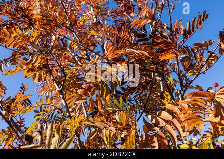 Sorbus, Rowan, Mountain ash tree at the end of summer changing colours, County Kilkenny, Ireland Foto Stock