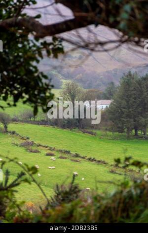 Ardara, Contea di Donegal, Irlanda, 16 novembre 2020. Meteo. Un giorno 'soft' che significa uno con pioggia frizzante in vernacolare locale su una piccola fattoria di pecore. Foto Stock