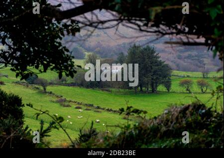 Ardara, Contea di Donegal, Irlanda, 16 novembre 2020. Meteo. Un giorno 'soft' che significa uno con pioggia frizzante in vernacolare locale su una piccola fattoria di pecore. Foto Stock