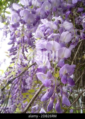 Un colpo verticale dei fiori di wisteria di pruple che crescono nel cortile Foto Stock