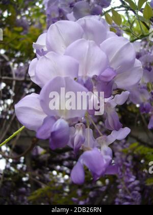 Un colpo verticale dei fiori di wisteria di pruple che crescono nel cortile Foto Stock