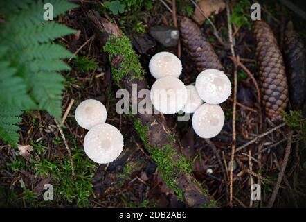 Puffball, Calvatia gigantea che cresce tra i rami e coni di pino nella foresta. Foto Stock