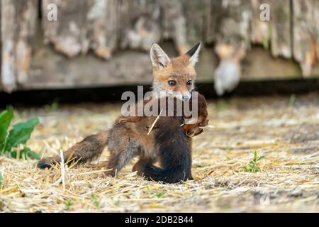 Volpe rossa (Vulpes vulpes). Kit con scoiattolo rosso morto (Sciurus vulgaris). Germania.. Foto Stock