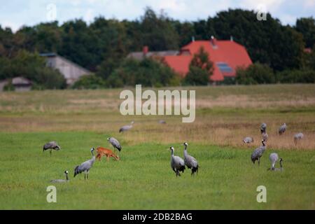 Roe Deer (Capreolus capreolus) e gregge di gru europee (Grus grus) su un prato. Germania Foto Stock