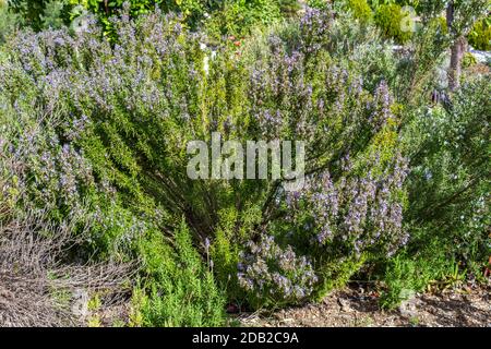 Salvia Rosmarinus, pianta di rosmarino in fiore pieno Foto Stock