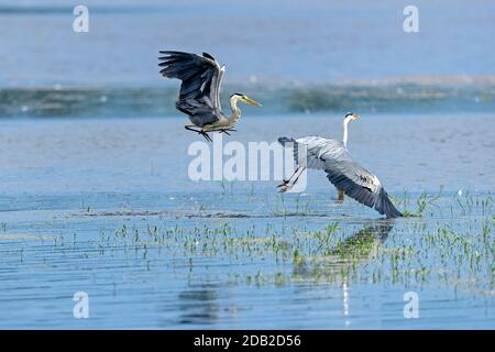 Airone grigio (Ardea cinerea). Due aironi lottano per il posto migliore per pescare. Germania Foto Stock