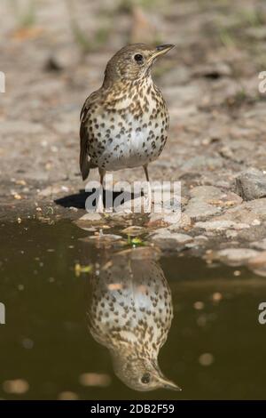 Canzone Thrush (Turdus philomenos). Adulto in piedi al bordo dell'acqua. Germania Foto Stock
