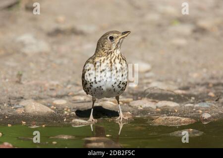 Canzone Thrush (Turdus philomenos). Adulto in piedi al bordo dell'acqua. Germania Foto Stock