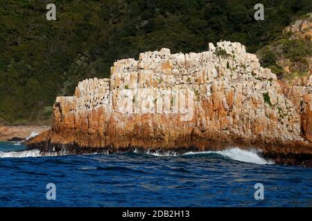 Seascape con grande roccia costiera e una colonia di uccelli cormorani, Sud Africa Foto Stock