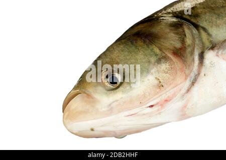 Pesce carpa d'argento, hypophthalmichthys molitrix, silberkarpfen, primo piano isolato su sfondo bianco Foto Stock