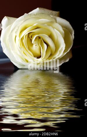 La rosa bianca giace sui petali galleggianti nella riflessione dell'acqua Foto Stock