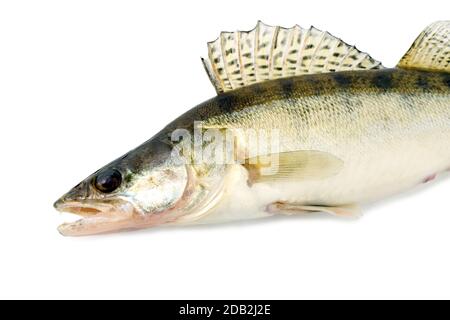 pesce walleye zander luccio-perch, primo piano isolato su sfondo bianco Foto Stock