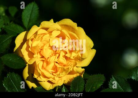 Primo piano uno splendido fiore giallo di una rosa di tè che cresce su un cespuglio. Idea per cartoline, sfondi. Foto Stock