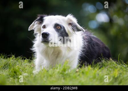 Border Collie. Cane adulto sdraiato in un prato Foto Stock