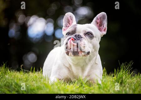 Bulldog francese. Cane adulto sdraiato in erba, leccando il naso. Germania Foto Stock