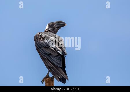 Grande uccello Spesso-fatturati corvo su una roccia. In Simien Semien montagne, Etiopia fauna selvatica, Africa Foto Stock