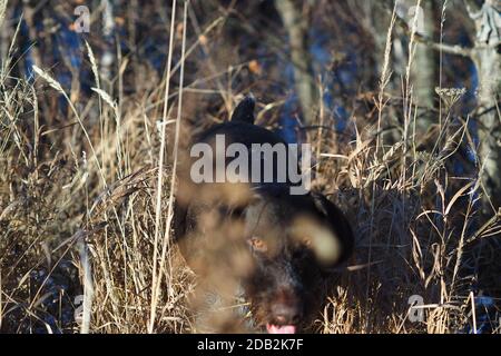 Un cane lavorante della razza di caccia tedesca Darthaar sulla caccia in campo. Foto Stock