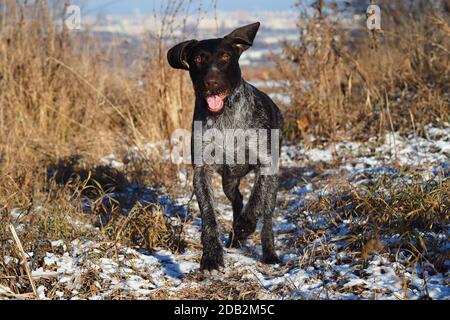 Un cane lavorante della razza di caccia tedesca Darthaar sulla caccia in campo. Foto Stock