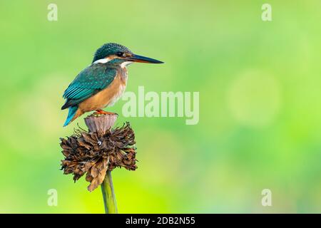 Kingfisher comune che perching su fiori di loto appassito isolato su verde sfondo Foto Stock