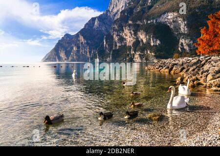 Swan lago. Bella mattina nello splendido Lago di Garda. Riva del Garda, Italia settentrionale Foto Stock