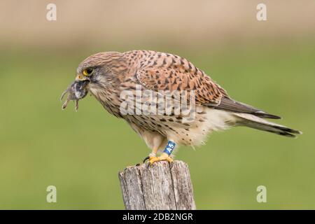 Kestrel comune (Falco tinnunculus) mangiare un topo. Germania Foto Stock