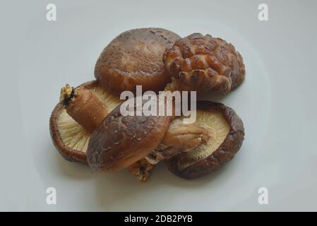 Funghi shiitake secchi, reidratati e pronti per la cottura. Shiitake fresco ed essiccato hanno molti usi nella cucina dell'Asia orientale. Foto Stock