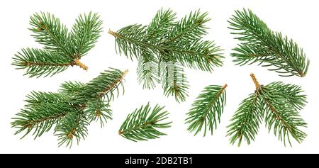 Rami dell'albero di Natale isolati su sfondo bianco Foto Stock