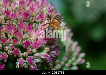 L'ape di lavoro su un fiore rosa Foto Stock