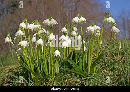 Fiocco di neve di primavera (Leucojum vernum), piante fiorenti in un prato. Germania Foto Stock