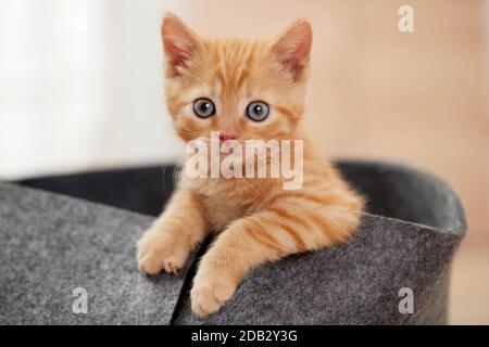 Gatto domestico. Cucciolo in un letto per animali domestici. Germania Foto Stock