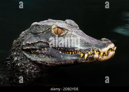 La testa di un coccodrillo (Paleosuchus palpebrosus). Caimano nana. Foto Stock