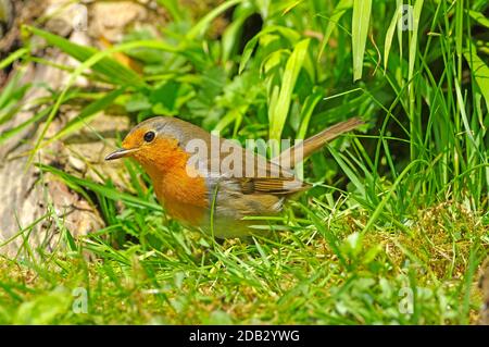 Robin (Erithacus rubecula). Adulto in piedi su un prato. Germania Foto Stock